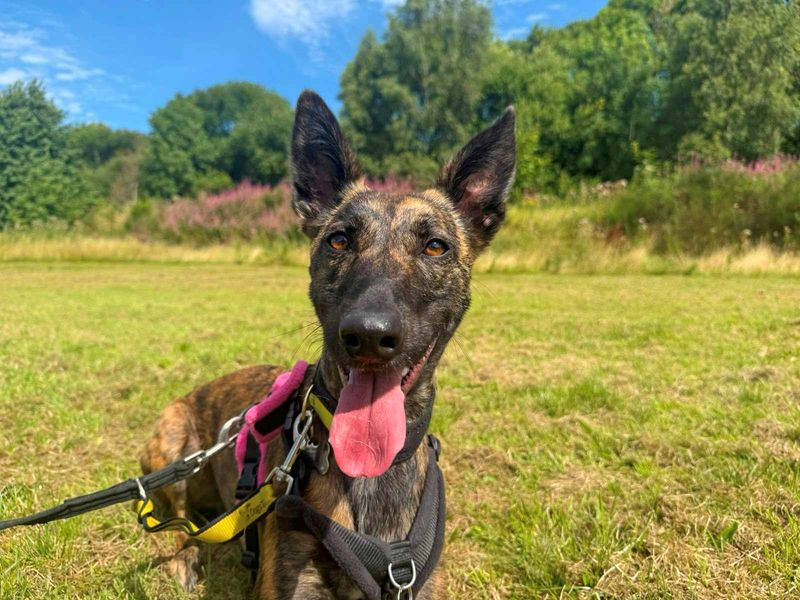 Meadow | Belgian Shepherd Dog (Malinois) Cross | Glasgow - 5
