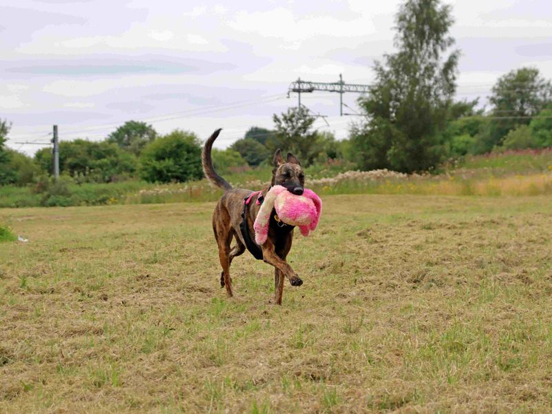 Meadow | Belgian Shepherd Dog (Malinois) Cross | Glasgow - 10