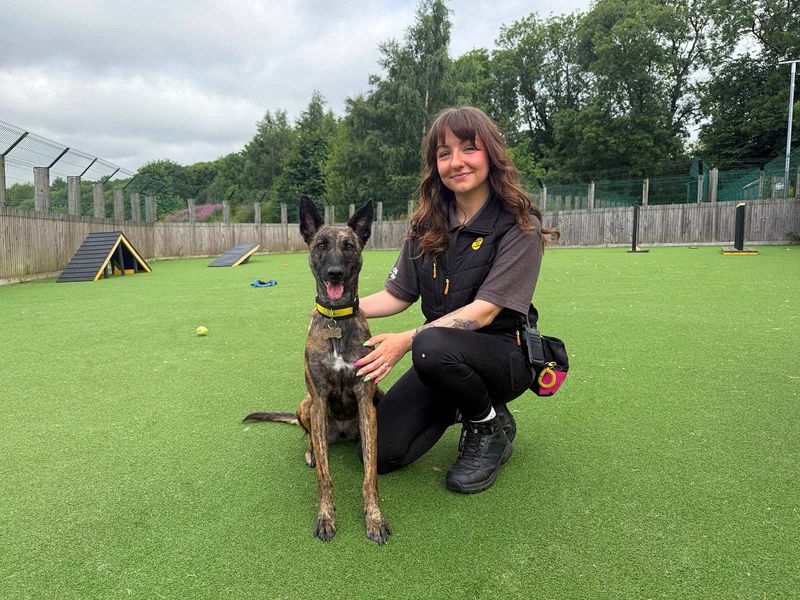 Meadow | Belgian Shepherd Dog (Malinois) Cross | Glasgow - 8