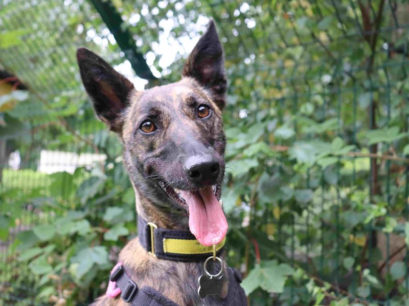 Meadow | Belgian Shepherd Dog (Malinois) Cross | Glasgow - 7