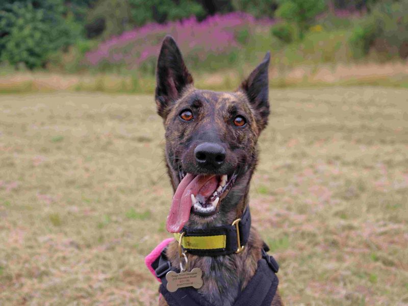 Meadow | Belgian Shepherd Dog (Malinois) Cross | Glasgow - 3