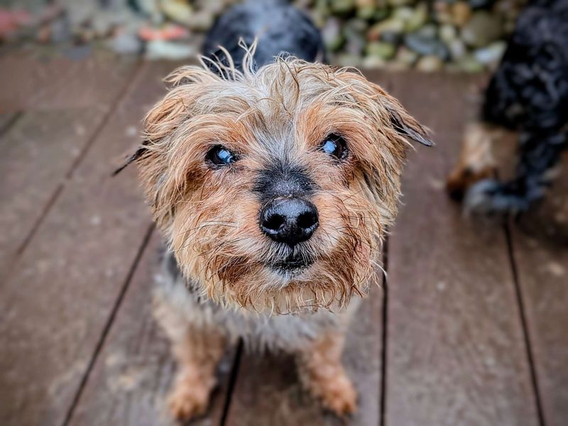 Yorkshire Terrier for adoption in Cardiff – 13 years old - Image 1 of 5