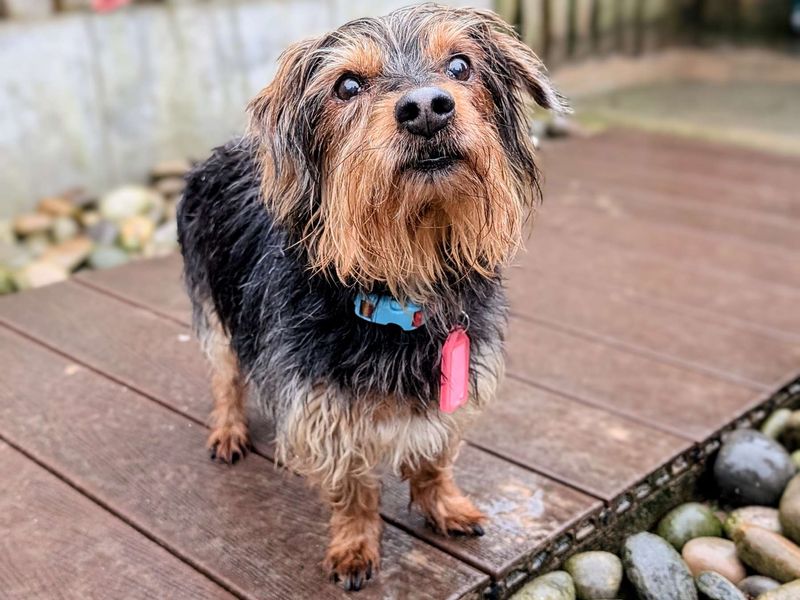Yorkshire Terrier for adoption in Cardiff – 13 years old - Image 2 of 5