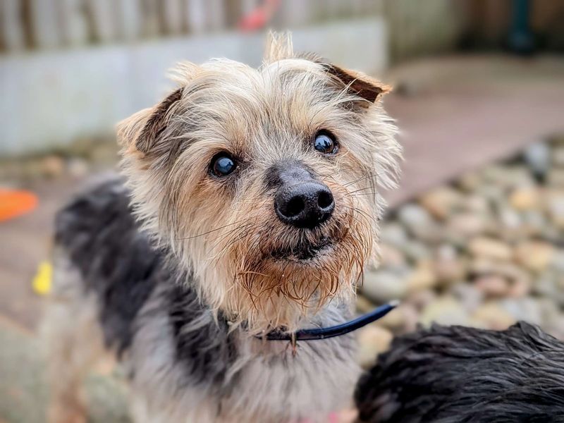 Noah | Terrier (Yorkshire) | Cardiff - 1