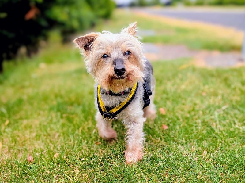 Noah | Terrier (Yorkshire) | Cardiff - 1