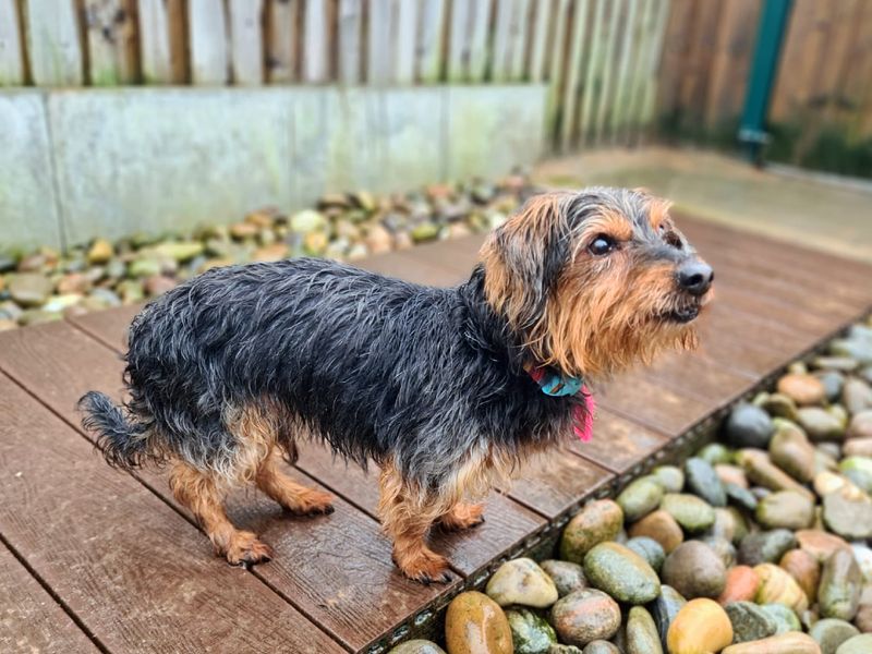 Roscoe for sale in Cardiff, Glamorgan - Image 2