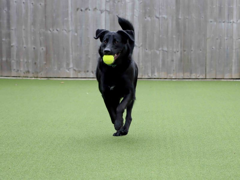 Toby | German Shepherd Dog Cross | Darlington - 1