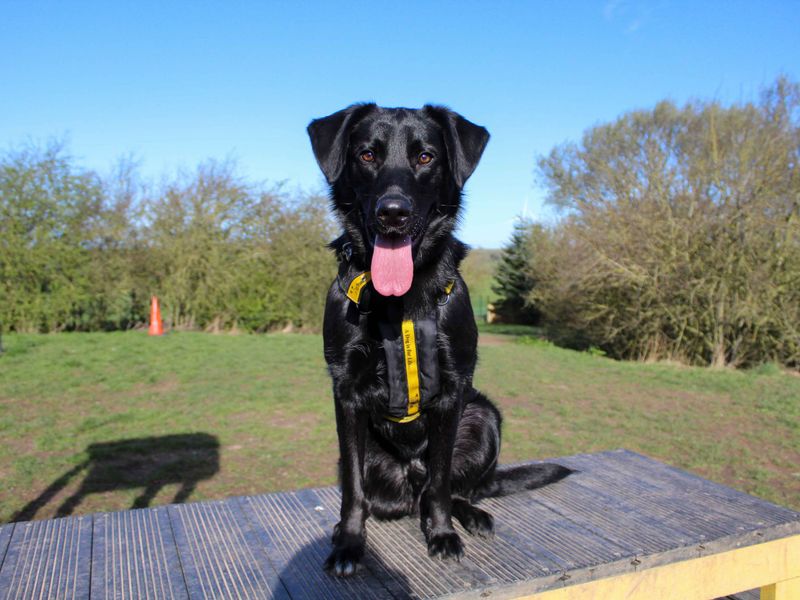 undefined | German Shepherd Dog Cross | undefined - 3