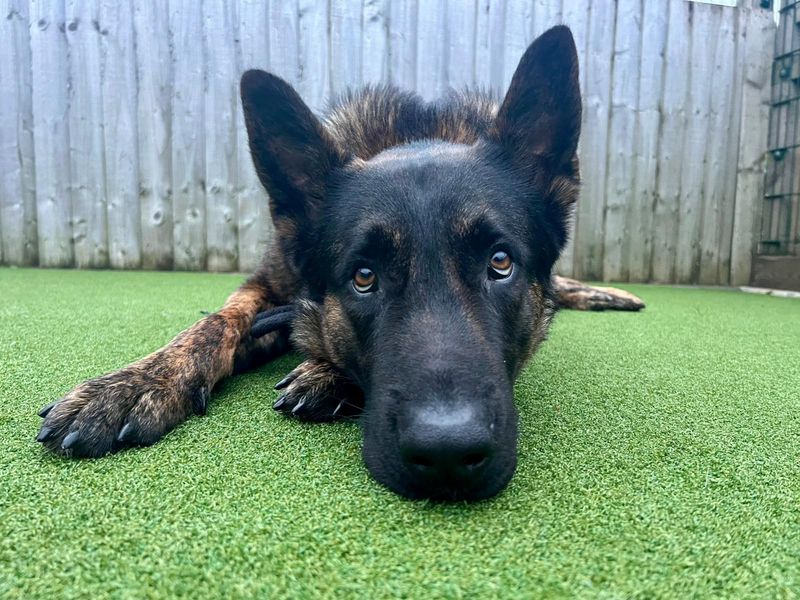 Luca for sale in Cardiff, Glamorgan