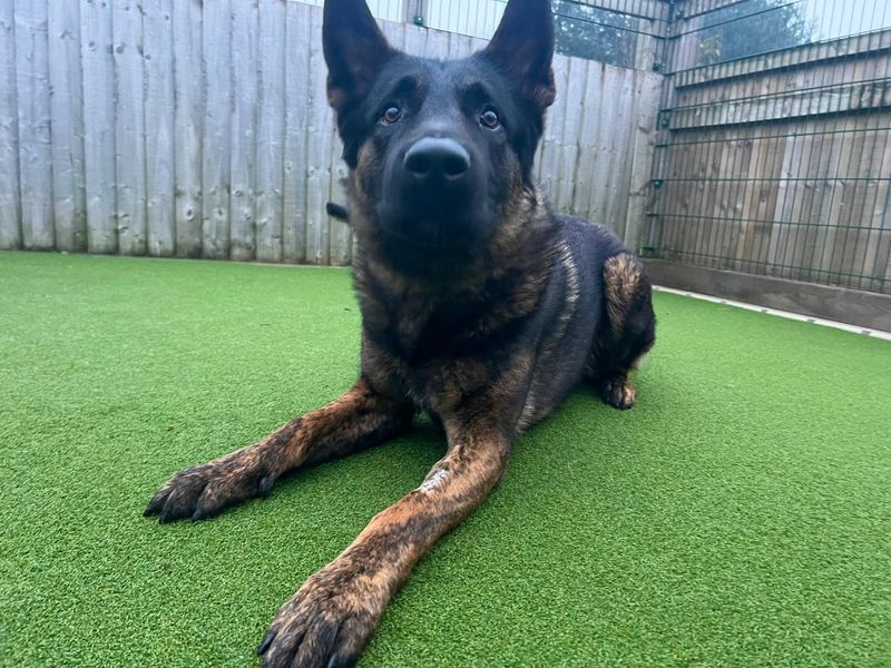 German Shepherd for adoption in Cardiff, Glamorgan – 2 years old - Image 2 of 2