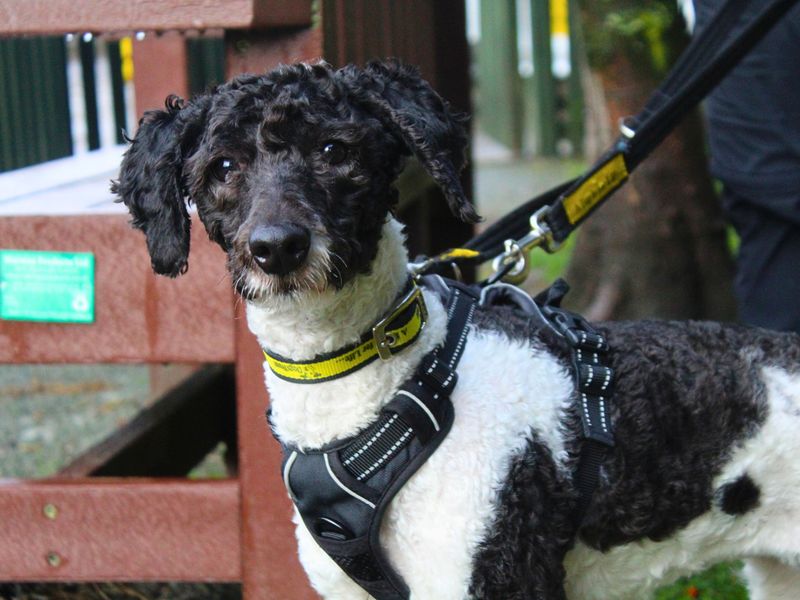 Poodle for adoption in Manchester, Greater Manchester – 2 years old - Image 5 of 5