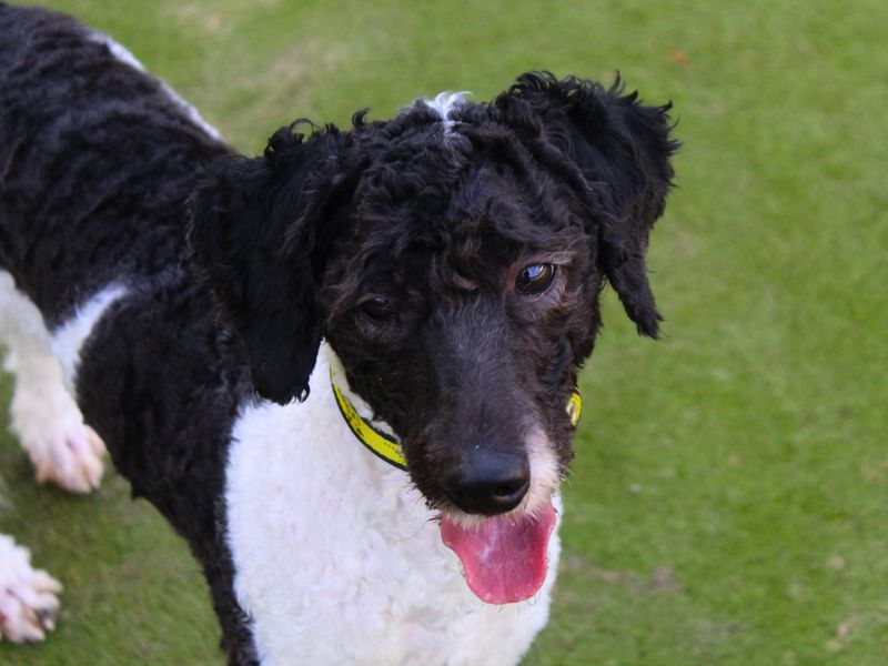 Poodle for adoption in Manchester, Greater Manchester – 2 years old - Image 4 of 5