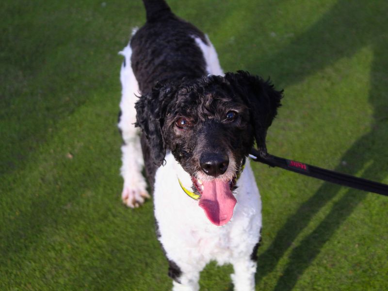 Poodle for adoption in Manchester, Greater Manchester – 2 years old - Image 2 of 5