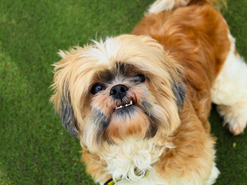 Shih Tzu for adoption in Manchester, Greater Manchester – 13 years old - Image 2 of 2