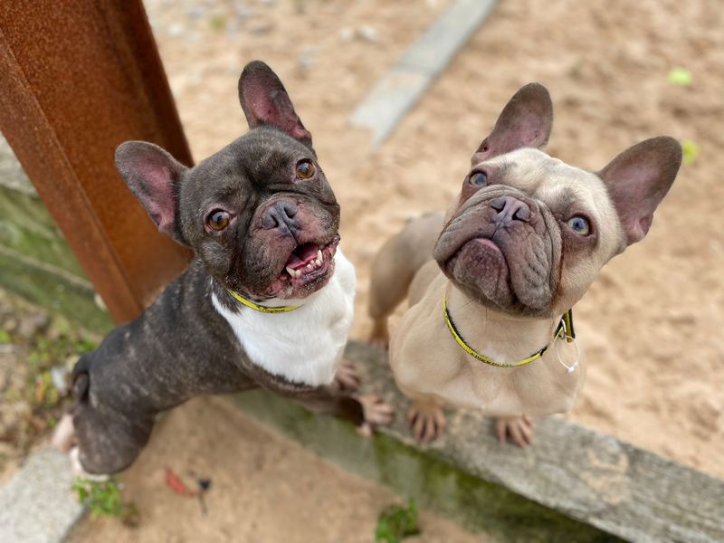 French Bulldog for adoption in Cardiff, Glamorgan – 5 years old - Image 1 of 2