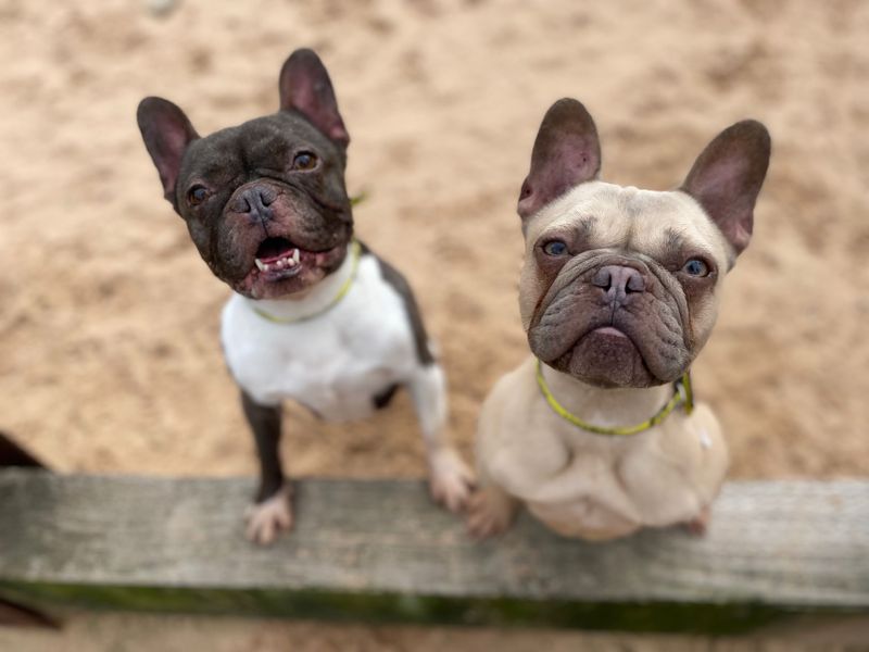 French Bulldog for adoption in Cardiff, Glamorgan – 5 years old - Image 2 of 2