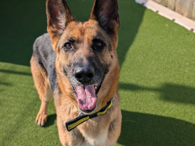 German Shepherd for adoption in Cardiff / Caerdydd, South Glamorgan – 8 years old - Image 2 of 6