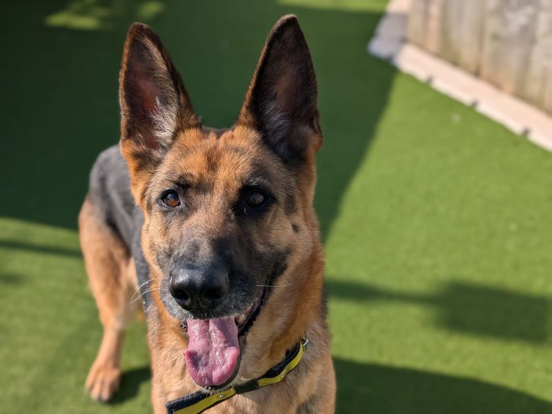 German Shepherd for adoption in Cardiff / Caerdydd, South Glamorgan – 8 years old - Image 4 of 6