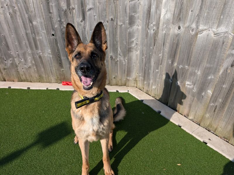 German Shepherd for adoption in Cardiff / Caerdydd, South Glamorgan – 8 years old - Image 5 of 6