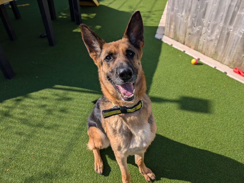 German Shepherd for adoption in Cardiff / Caerdydd, South Glamorgan – 8 years old - Image 3 of 6