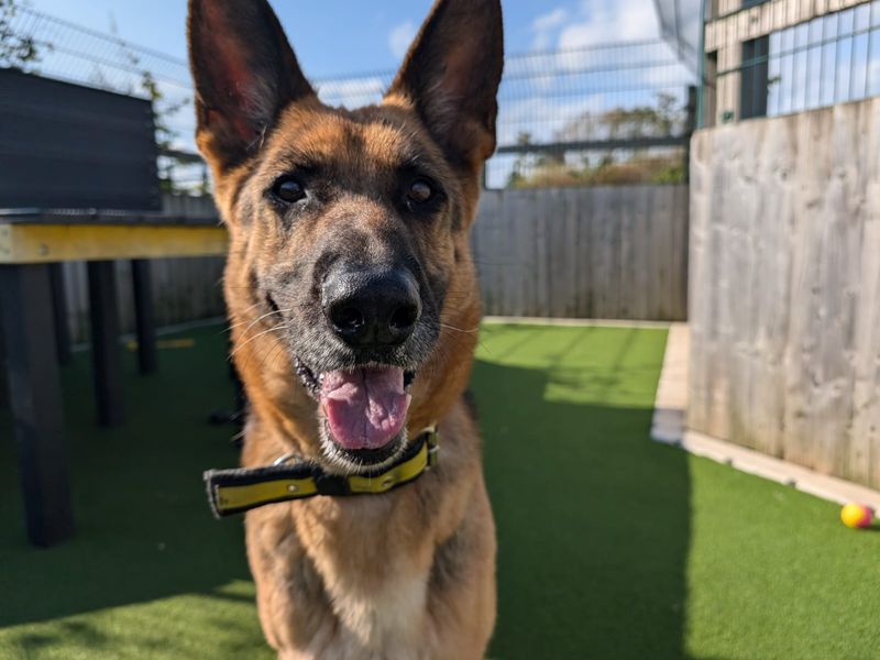 German Shepherd for adoption in Cardiff / Caerdydd, South Glamorgan – 8 years old - Image 6 of 6