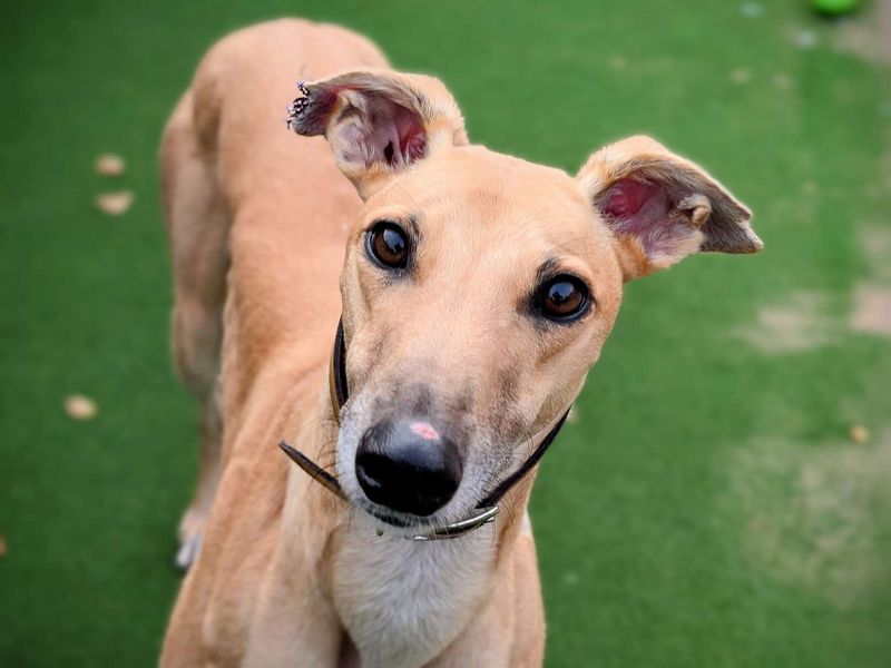 Greyhound for adoption in Cardiff, Glamorgan – 4 years old - Image 6 of 8