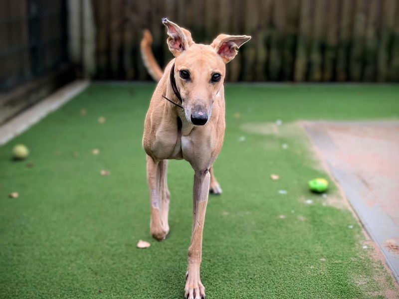 Greyhound for adoption in Cardiff, Glamorgan – 4 years old - Image 2 of 8