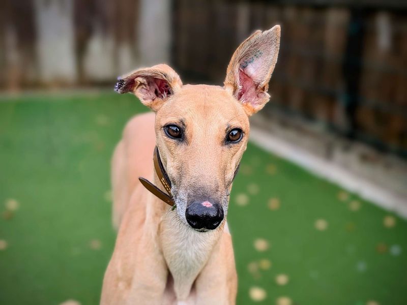 Greyhound for adoption in Cardiff, Glamorgan – 4 years old - Image 4 of 8