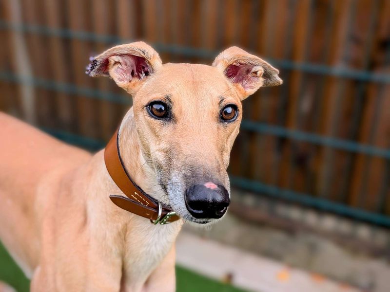 Greyhound for adoption in Cardiff, Glamorgan – 4 years old - Image 5 of 8