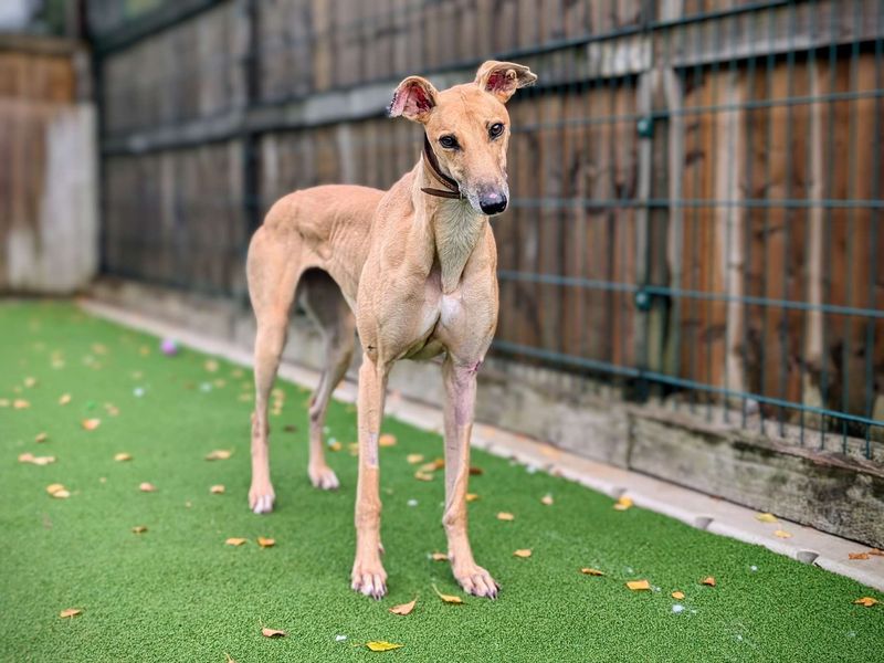 Greyhound for adoption in Cardiff, Glamorgan – 4 years old - Image 1 of 8