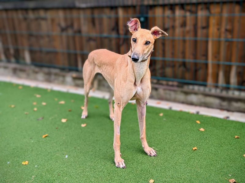 Greyhound for adoption in Cardiff, Glamorgan – 4 years old - Image 3 of 8