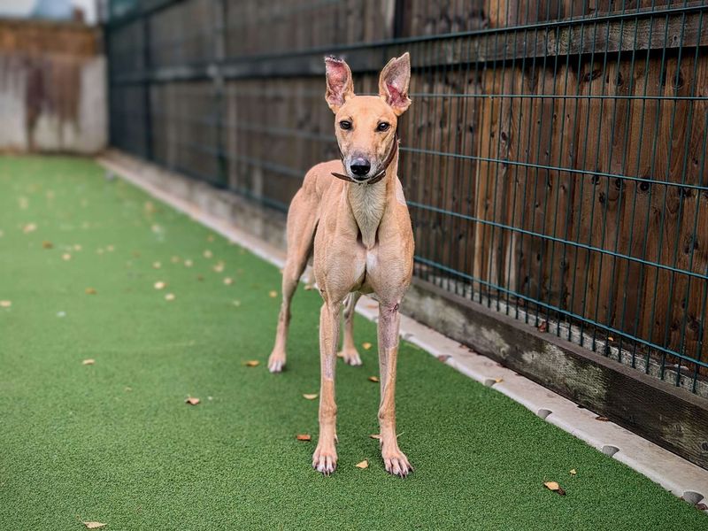 Greyhound for adoption in Cardiff, Glamorgan – 4 years old - Image 7 of 8