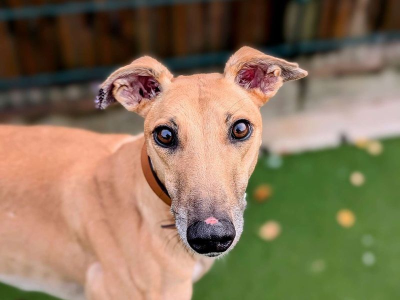 Greyhound for adoption in Cardiff, Glamorgan – 4 years old - Image 8 of 8