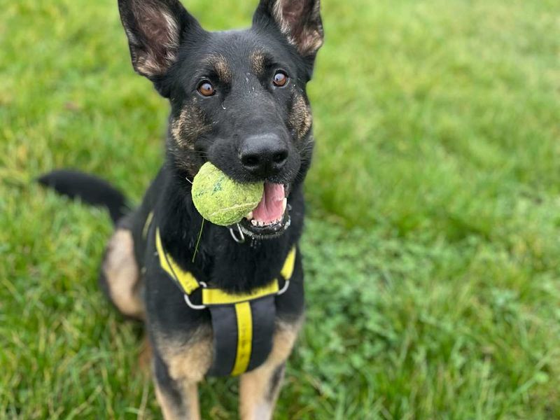 German Shepherd for adoption in Wymeswold, Leicestershire – 3 years old - Image 2 of 2