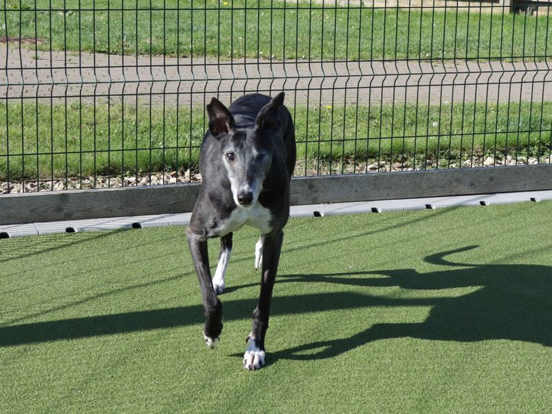 Greyhound for adoption in Evesham, Worcestershire – 12 years old - Image 2 of 3