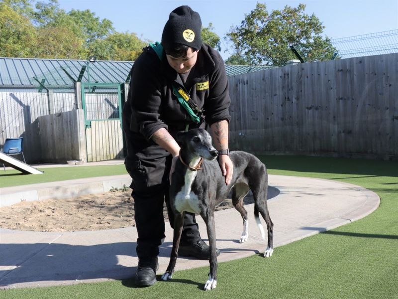 Greyhound for adoption in Evesham, Worcestershire – 12 years old - Image 3 of 3