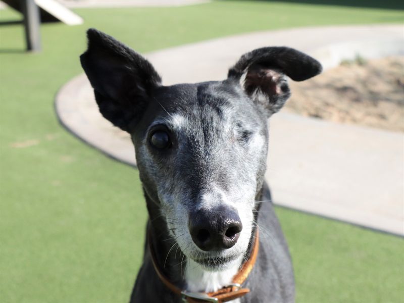 Greyhound for adoption in Evesham, Worcestershire – 12 years old - Image 1 of 3