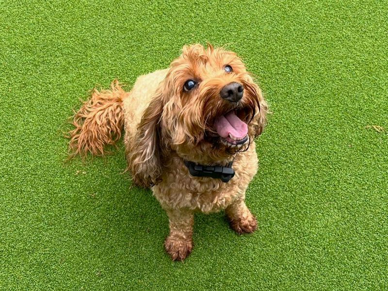 Poppy Doodle | Spaniel (Cavalier King Charles) Cross | Canterbury - 4