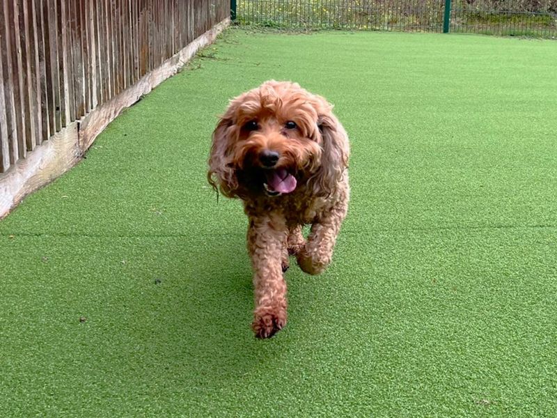 Poppy Doodle | Spaniel (Cavalier King Charles) Cross | Canterbury - 3