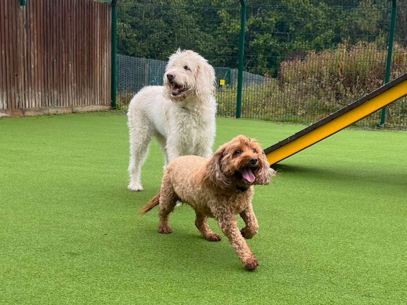 Poppy Doodle | Spaniel (Cavalier King Charles) Cross | Canterbury - 2