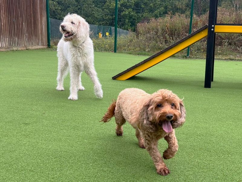 Poodle Dogs And Puppies For Adoption