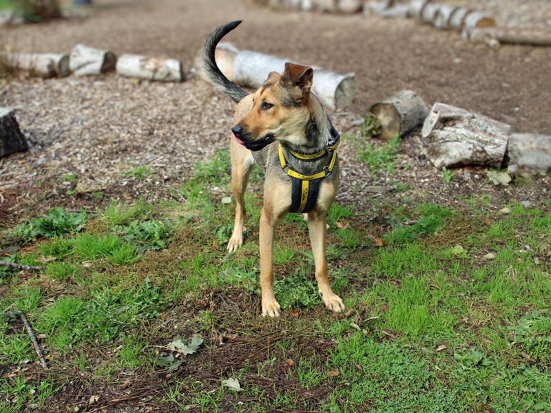 German Shepherd for adoption in Liverpool, Merseyside – 1 year old - Image 3 of 4