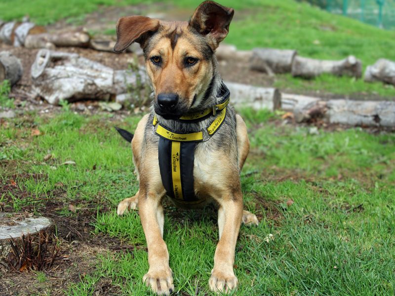 German Shepherd for adoption in Liverpool, Merseyside – 1 year old - Image 4 of 4