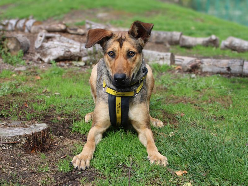German Shepherd for adoption in Liverpool, Merseyside – 1 year old