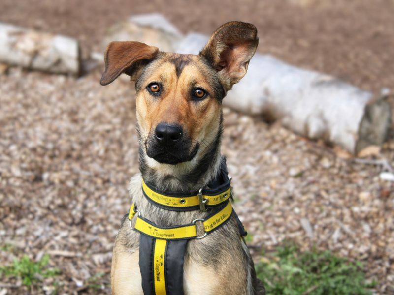 German Shepherd for adoption in Liverpool, Merseyside – 1 year old - Image 2 of 4