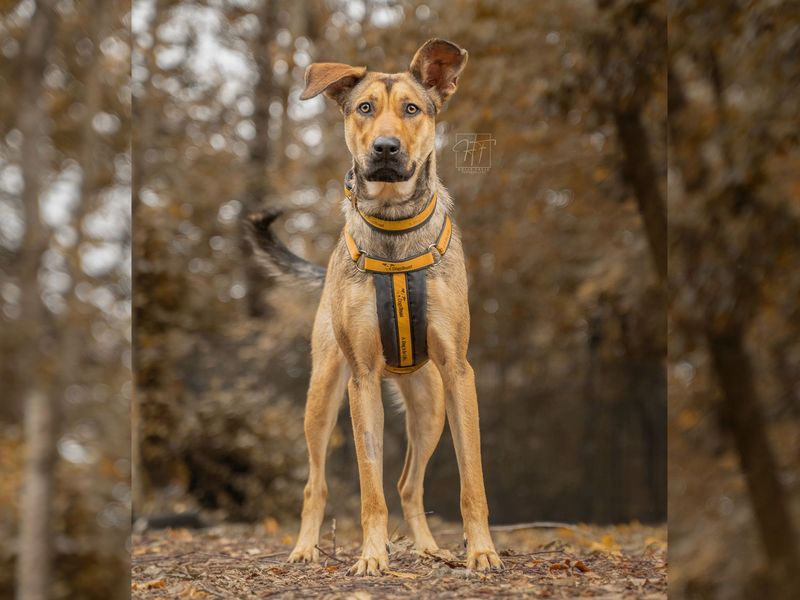 Narla | German Shepherd Dog Cross | Merseyside (Liverpool) - 1