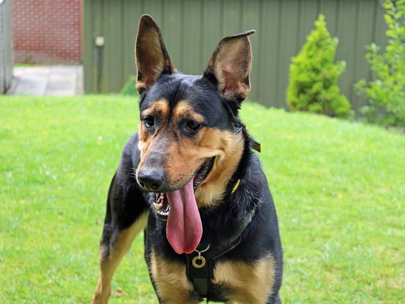 Pumpkin | German Shepherd Dog Cross | Merseyside (Liverpool) - 1