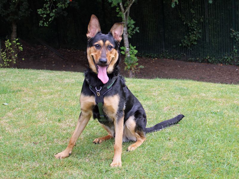 German Shepherd for adoption in Liverpool, Merseyside – 10 months old