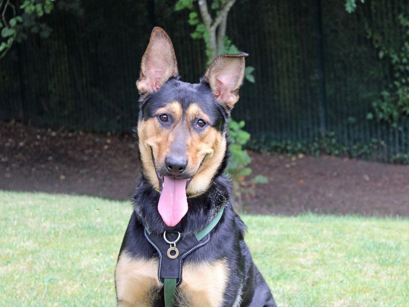 German Shepherd for adoption in Liverpool, Merseyside – 1 year old - Image 4 of 4