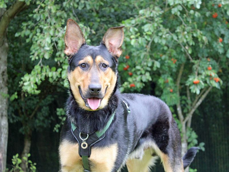 German Shepherd for adoption in Liverpool, Merseyside – 1 year old - Image 3 of 4